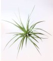 STRICTA.jpg