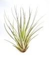 juncea s.jpg