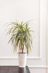 Dracena marginata 'Bicolor' Dwukolorowy P11