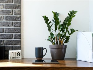  Zamioculcas zamiifolia Zamiokulkas zamiolistny P10