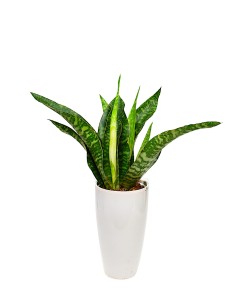 Sansewiera Dragon Sansevieria Aubrytniana  smocza P14