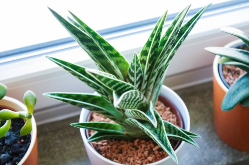 aloe vera fr die haare Aloe Vera Gel  100% Feuchtigkeit [Khlend & Pur]