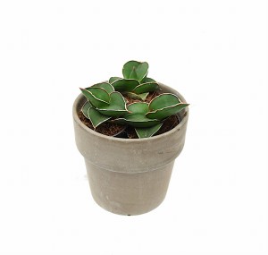 Sansewieria Sansevieria Samurai P6