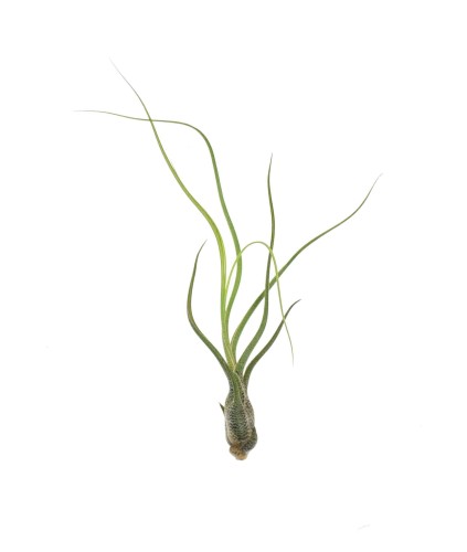 Tillandsia Butzii – oplątwa o nakrapianych liściach