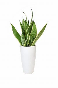 Sansewieria Sansevieria White Snow P14