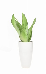 Sansevieria sansewieria moonshine P14