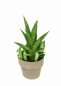 Sansevieria sansewieria Tough Lady P10