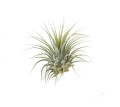 Tillandsia Ionantha – oplątwa roślina bez ziemi