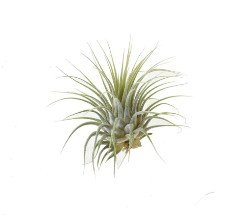 Tillandsia Ionantha – oplątwa roślina bez ziemi