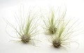 Tillandsia Argentea kolekcjonerska oplątwa