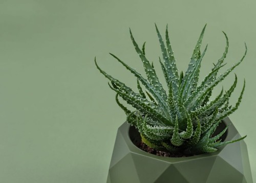 ALOE HUMILIS, ALOES NISKI ~ 17 cm DUY, p10 DIXIE STORE