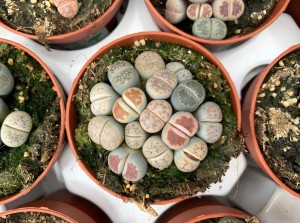 Lithops Żywy Kamień  mix 3 sztuki P8 