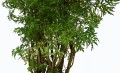 DSC_6694.JPG