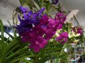 DSC_4746.JPG