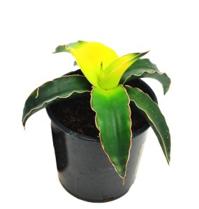 Sansevieria Star Canary sansewieria P12