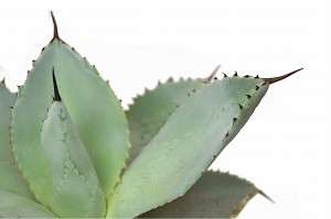Agave Dragiones dragionis agawa P15