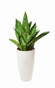 Sansewiera Jaboa Aubrytniana P14