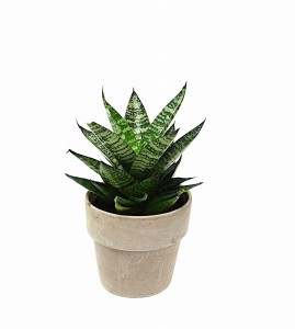 Sansevieria sansewieria Star Ming Green Marble P12
