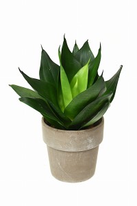 Sansevieria trifasciata Black Dragon sansewieria P8