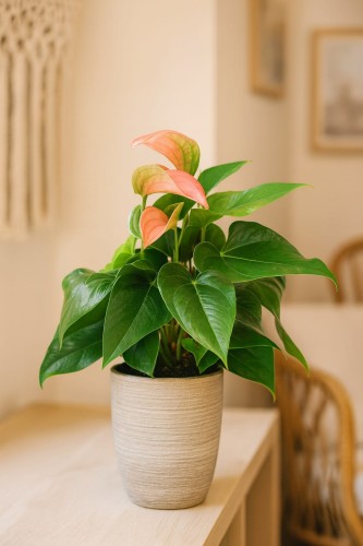 anthurium.jpg
