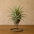 Tillandsia Ionantha na metalowym ekspozytorze