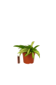 tricolor.3.png