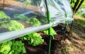 Zielony klips na rurce tunelu foliowego – mocowanie folii ochronnej