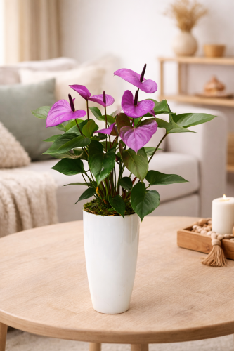 Anturium luisiana roślina doniczkowa na białym tle