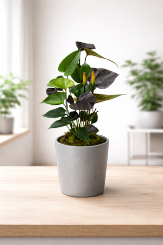 Anturium luisiana czarne w doniczce na białym tle – roślina doniczkowa