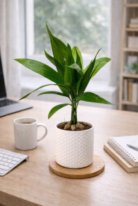 Palma Areca catechu- egzotyczna, żywy nawilżacz p12