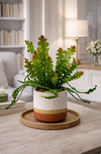 Epiphyllum anguliger kaktus zygzak rybi szkielet P15