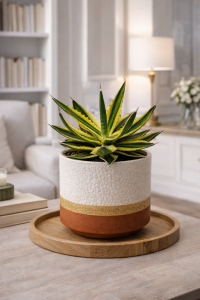 Agave mediopicta elegancka agawa z jasnym pasem P13