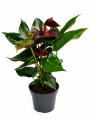 ChatGPT Image 8 lip 2026, 12_21_39.png