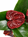ChatGPT Image 8 lip 2026, 12_24_43.png