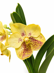 Storczyk orchidea Vanda melanż
