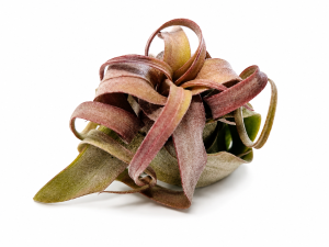 Tillandsia Streptophylla S  ~7 cm