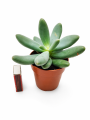 ovidium.png
