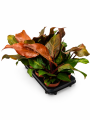 ChatGPT Image 19 sie 2026, 14_40_05.png