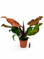 ChatGPT Image 21 sie 2026, 11_08_35.png