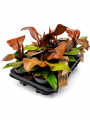 Filodendron Philodendron Cherry red miedziany