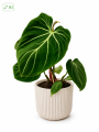 Elegancki filodendron z welurowymi liśćmi