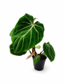 Filodendron Philodendron Zebra w doniczce na białym tle