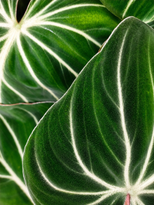 Philodendron Zebra Gloriosum Filodendron kolekcjonerski roślina P12