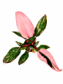 Różowo fioletowy filodendron