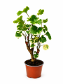 ChatGPT Image 27 sie 2026, 14_44_01.png