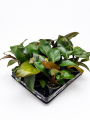 filodendron w grupie