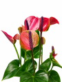 ChatGPT Image 28 sie 2026, 12_28_13.png