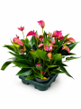 ChatGPT Image 28 sie 2026, 12_28_57.png