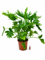 Filodendron Lickety