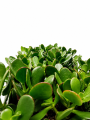Crassula Ovata – zielony sukulent o mięsistych liściach